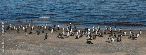 Imperial shags, Leucocarbo atriceps on the beach at Punta Arenas, Chile