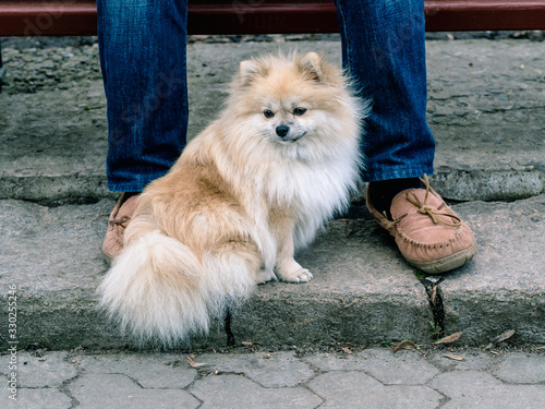 Young German Spitz at the feet of his master