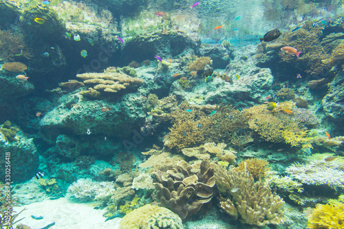 Coral reef aquarium tank for background. Amazing colorful saltwater aquarium.