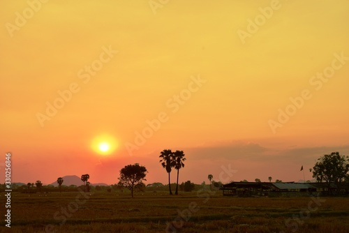 Sunset with golden yellow sky at fields and palm trees