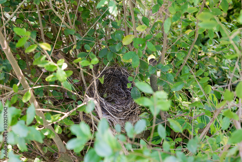 Empty bird nest © FPWing
