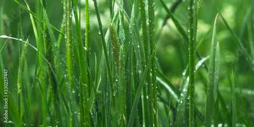 Green grass with dew drops in the morning on the meadow. Texture  background. Springtime concept  freshness. Wide panorama  panoramic banner  plants after the rain. Water droplet close-up.