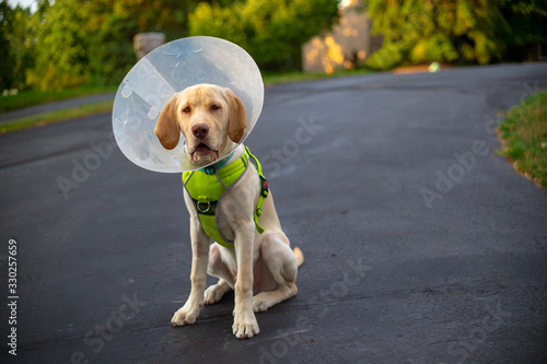 Labrador retriever puppy portrait, wears a cone collar after surgery
