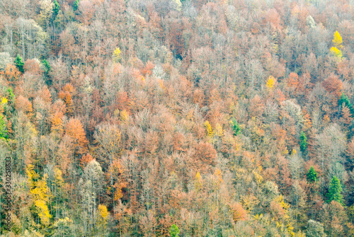forest in autumn, trees with colorful yellow, brown, red & green leaves, on mountain Kozara, in national park