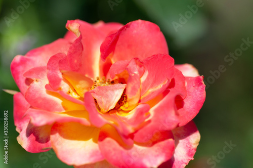 Closeup of a blooming orange and yellow rose In garden