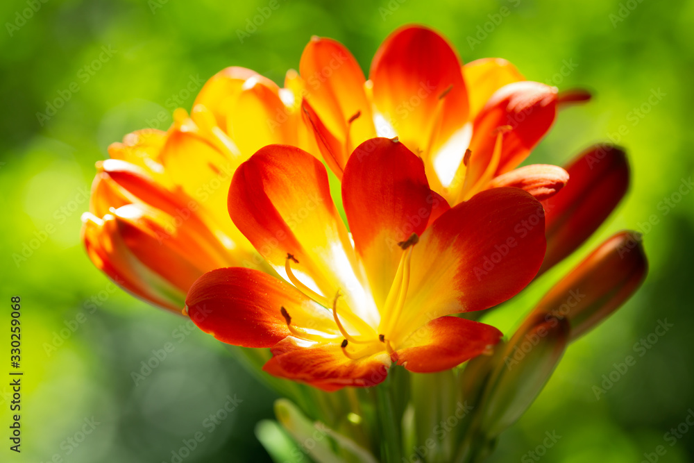 Fototapeta premium orange clivia flowers or natal lily in a garden