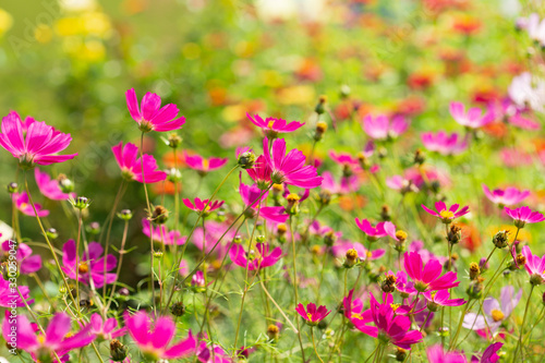 cosmos flowers blooming in a field