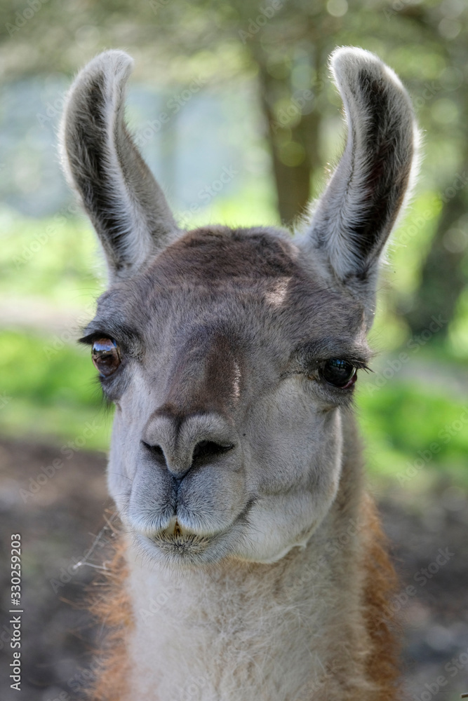Guanaco Guanaco