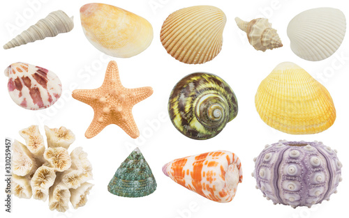 Collection of seashells, coral and starfish isolated on white background