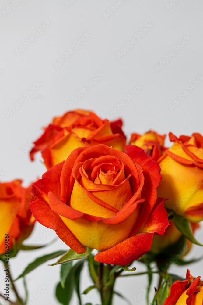Beautifull group of roses yellow orande and red Beautifull group of roses yellow orande and red