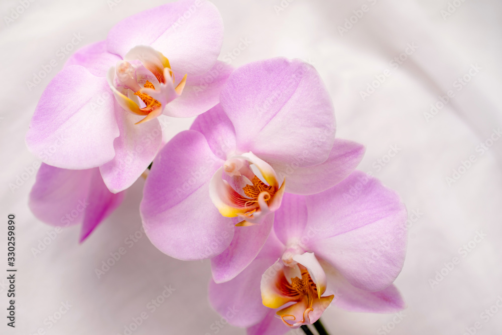 Obraz premium The branch of purple orchids on white fabric background