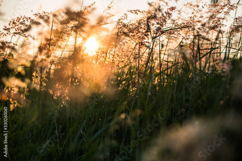 sunset in the forest