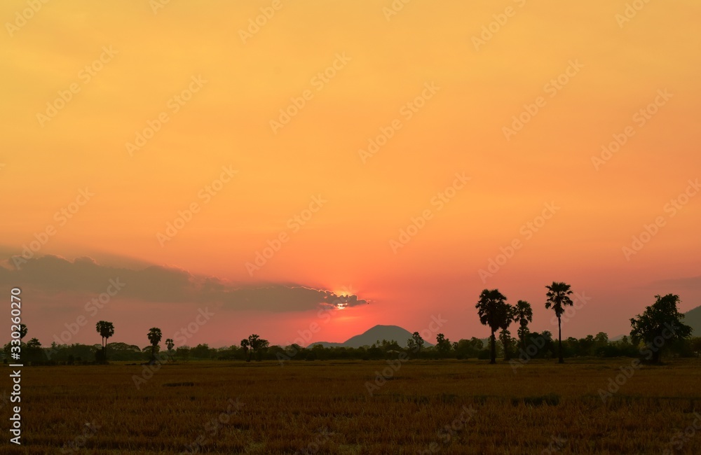 Sunset with golden yellow sky at fields and palm trees