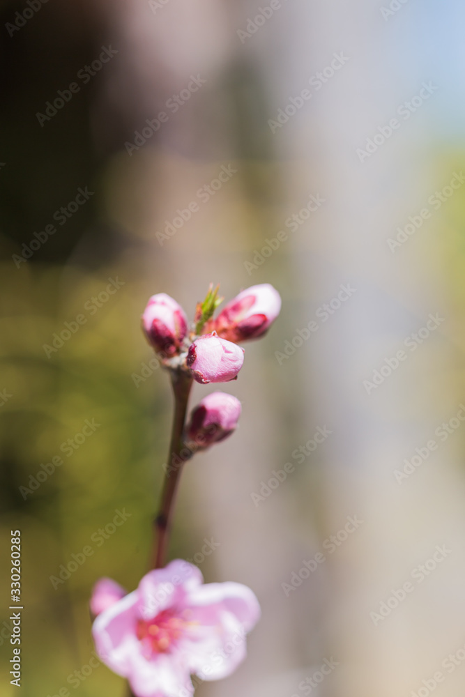 Cherry Blossoms, Pink Flowers, Blooming Flower Cherry Blossoms, Pink Flowers, Blooming Flower