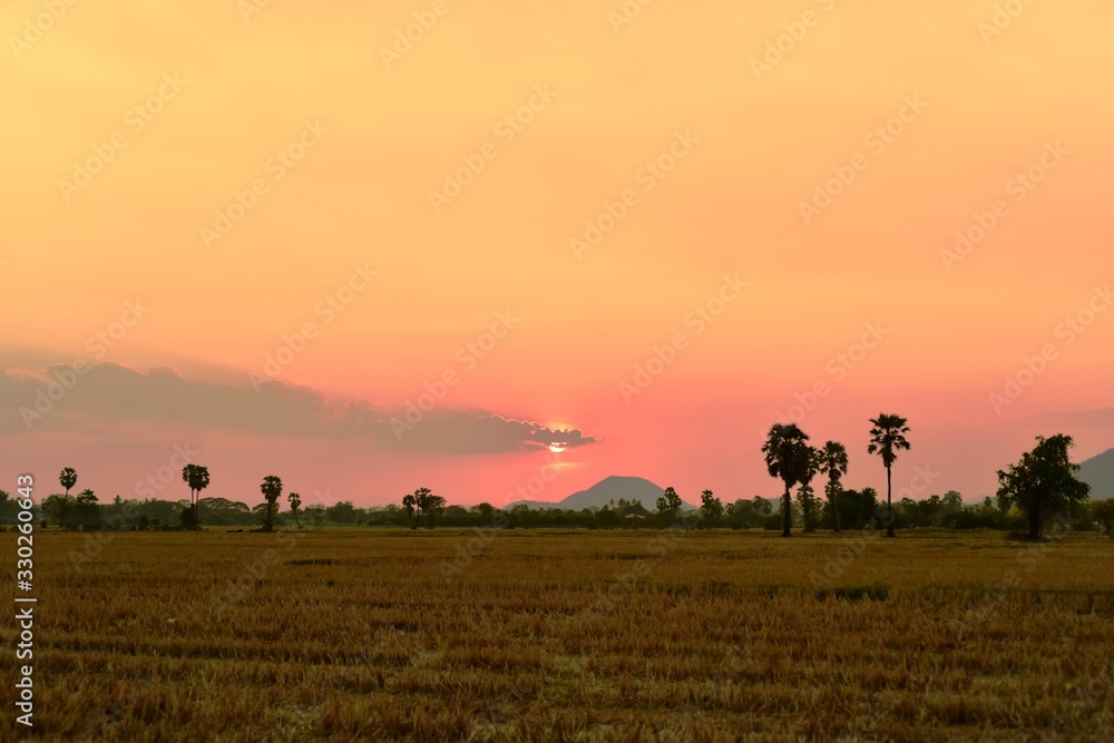 Sunset with golden yellow sky at fields and palm trees Sunset with golden yellow sky at fields and palm trees