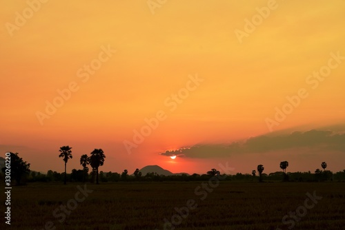 Sunset with golden yellow sky at fields and palm trees