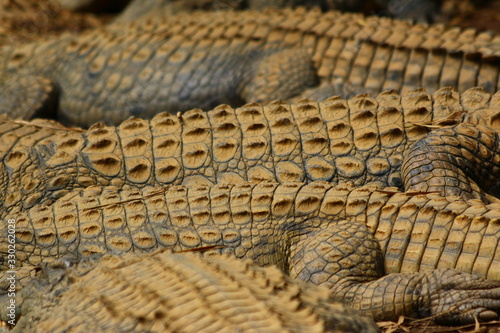 close up macro of group of crocodiles in sunset light / crocodile skin texture 