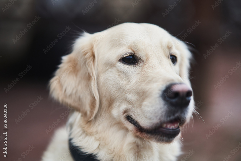 Golden Labrador Retriever with a collar sitting on the street.