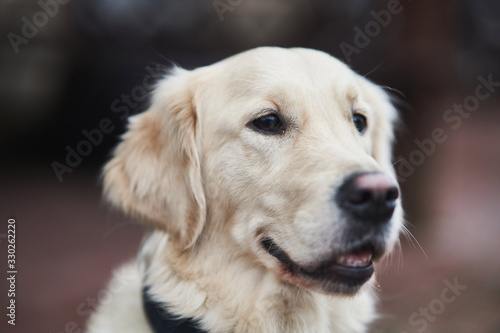 Golden Labrador Retriever with a collar sitting on the street. © Dima Anikin