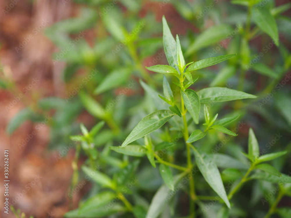 Thai herbs King of Bitter scientific name Andrographis paniculate Burm, Fah Talai john, green vegetable tree plant Thai herbs King of Bitter scientific name Andrographis paniculate Burm, Fah Talai john, green vegetable tree plant