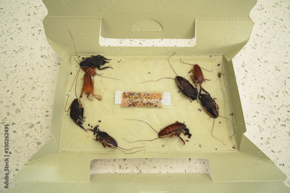 Cardboard cockroach trap with captured dead adult cockroaches Stock