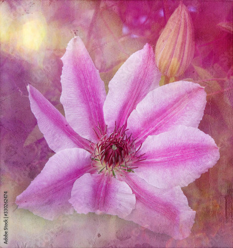 A beautiful clematis flower with pink stripes is turned into a work of shabby chic art with bokeh and light leaks photo