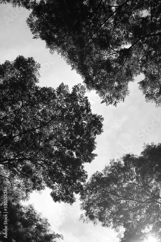 silhouette of a tree