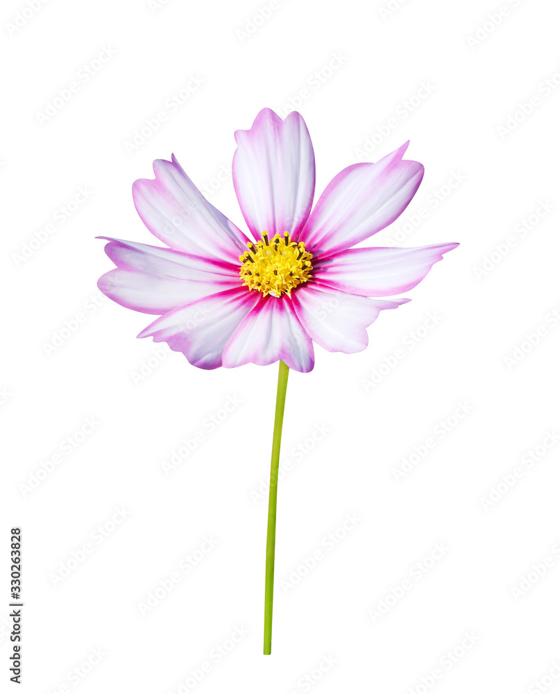 White mexican aster or pink cosmos flower blooming with green stem isolated on white background White mexican aster or pink cosmos flower blooming with green stem isolated on white background