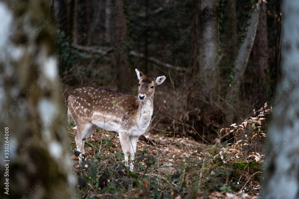 Faune du Semnoz Faune du Semnoz
