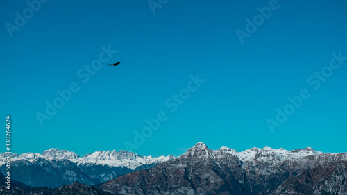 Griffons in the sky over the peak of italian alps