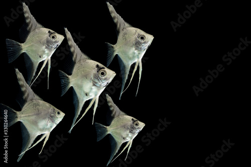 Angelfish pterophyllum scalare aquarium fish isolated on black  photo