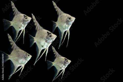 Angelfish pterophyllum scalare aquarium fish isolated on black 