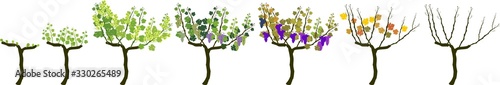 Annual growth life cycle of grapevine isolated on white background. Grapevine development and ripening stages