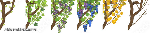 Annual growth life cycle of grapevine. Grapevine development and ripening stages isolated on white background