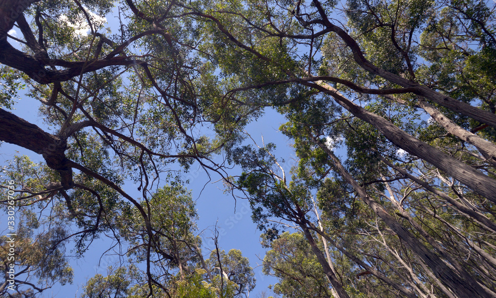 High timber in country Victoria Australi High timber in country Victoria Australi