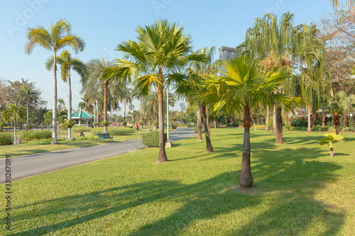 Palm trees in the park are bright and green.