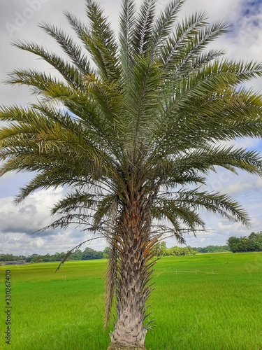 Phoenix sylvestris or silver date palm tree near the rice field. Phoenix sylvestris is known as Indian date.