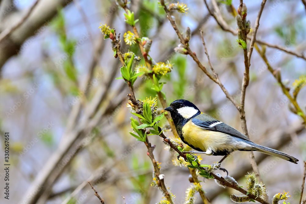 Naklejka premium シジュウカラ