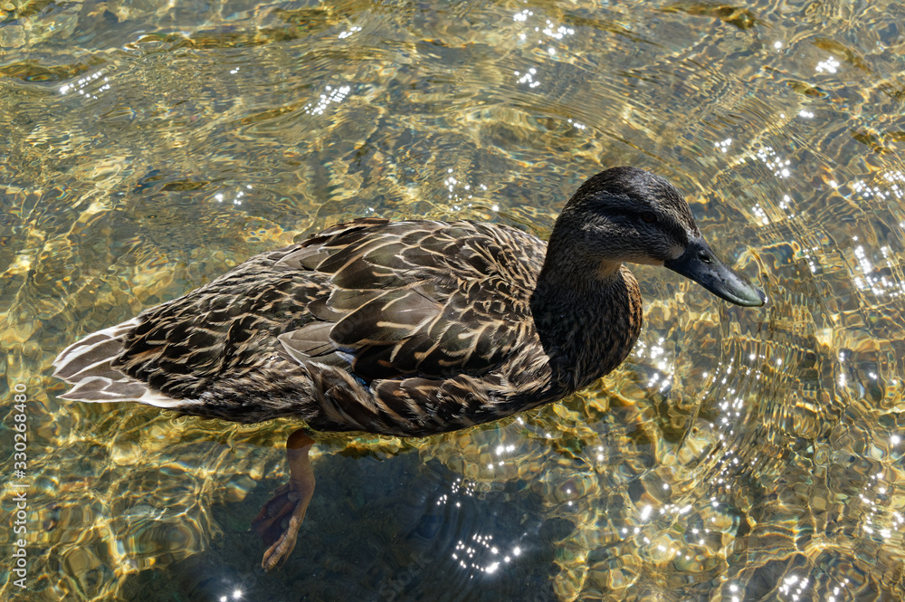 A female mallard duck swims in the crystal clear water of Lake Rotoiti