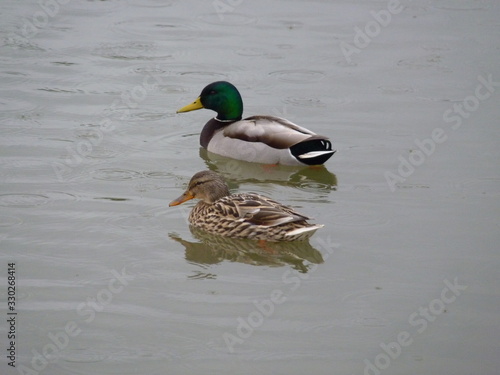 Pair of male and female mallard ducks swimming together in the rain