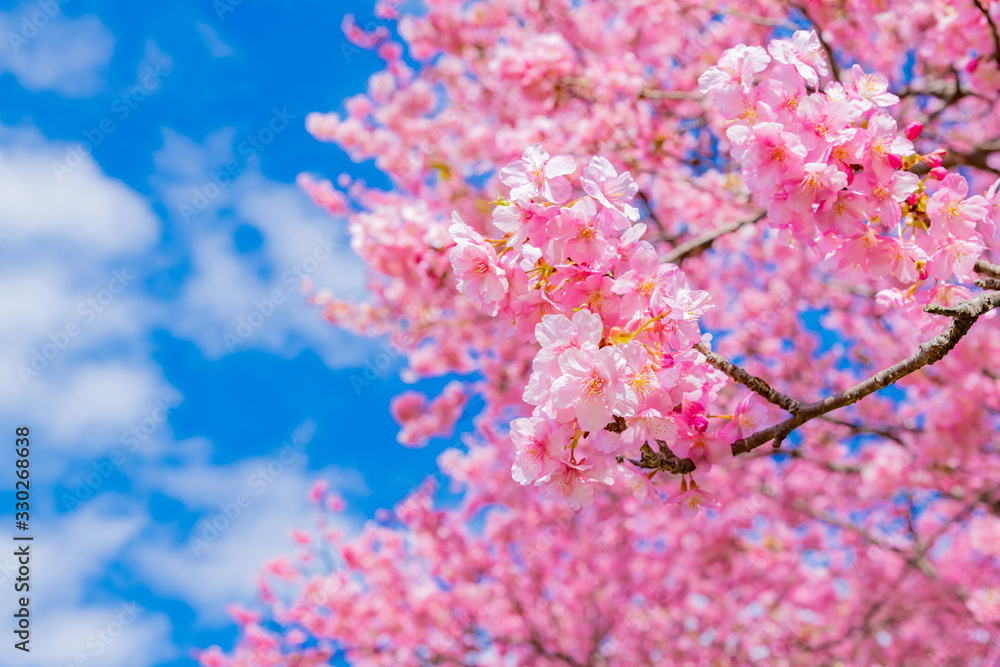 河津桜 河津桜