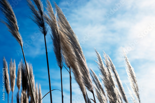 reed against blue skybuilding, house, in wien, viena, österrike, Austria photo