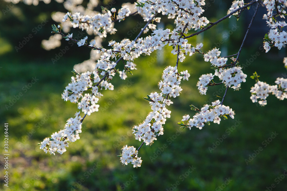 White branches of spring cherry blossom with green background White branches of spring cherry blossom with green background