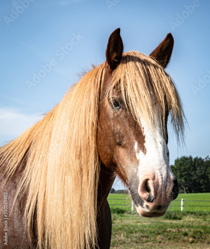 Kopfportrait eines braunes Pferdes mit blonder M  hne.