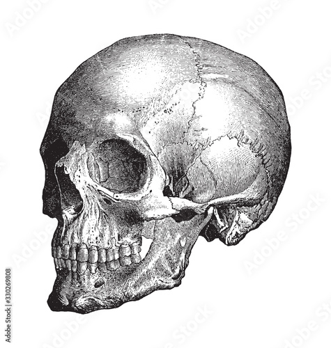 Human skull / vintage illustration from Brockhaus Konversations-Lexikon 1908