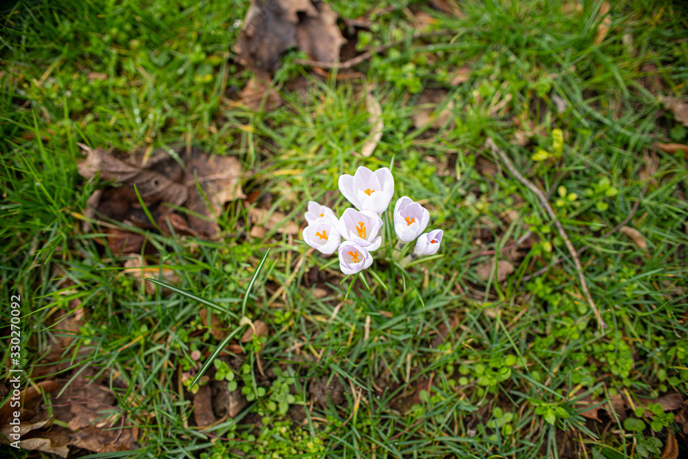 Blumen im Park Blumen im Park
