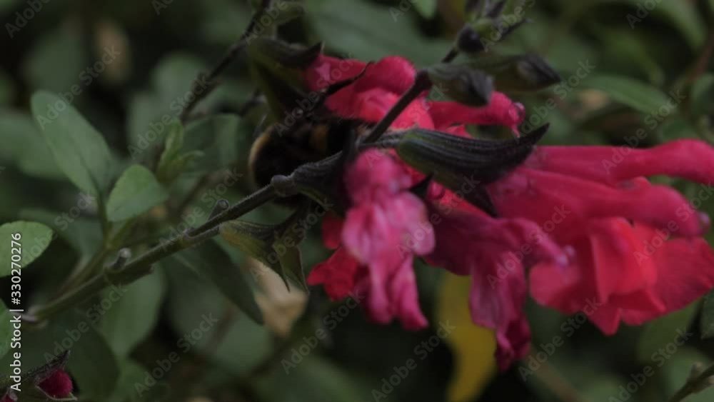 Rack focus slow motion zoom into bumblebee (genus Bombus) crawling on on bright pink flower in garden on windy day. Rack focus slow motion zoom into bumblebee (genus Bombus) crawling on on bright pink flower in garden on windy day.
