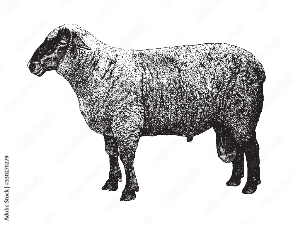 Hampshire sheep / vintage illustration from Brockhaus