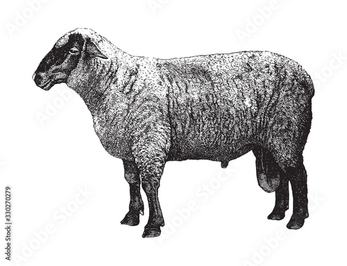 Hampshire sheep / vintage illustration from Brockhaus Konversations-Lexikon 1908
