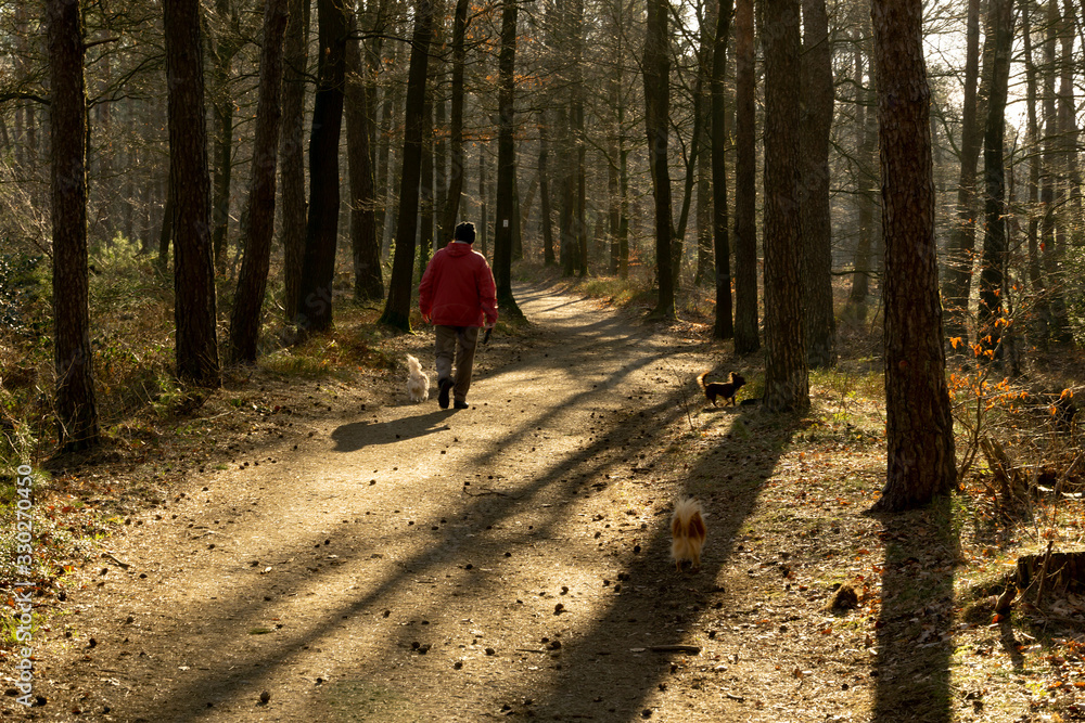 Obraz premium Wald, Wanderweg, Pfad